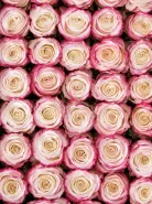 Классическая Роза Sweetness (Свитнес)