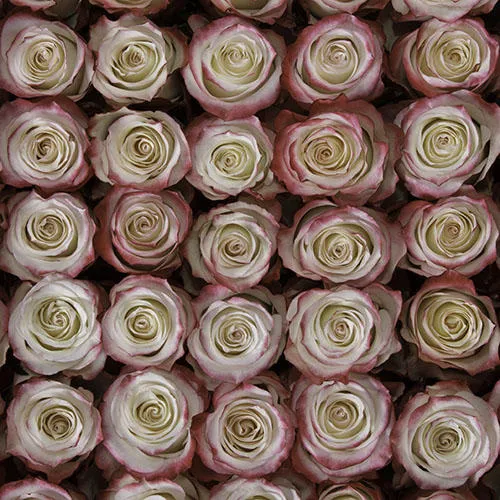 Классическая Роза Sweetness от интернет-магазина цветов в 