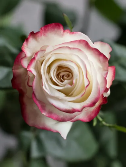 Классическая Роза Sweetness от интернет-магазина цветов в 