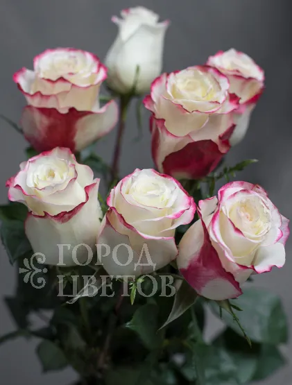 Классическая Роза Sweetness
