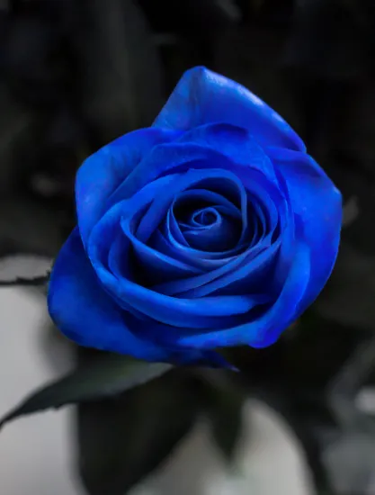 Классическая роза Vendela Blue от интернет-магазина цветов в 