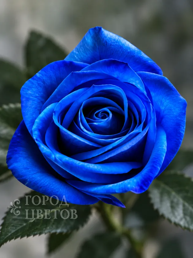 Классическая Роза Vendela Blue (Вендела Блю)