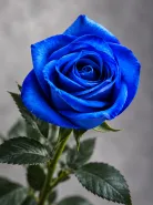 Классическая Роза Vendela Blue (Вендела Блю)
