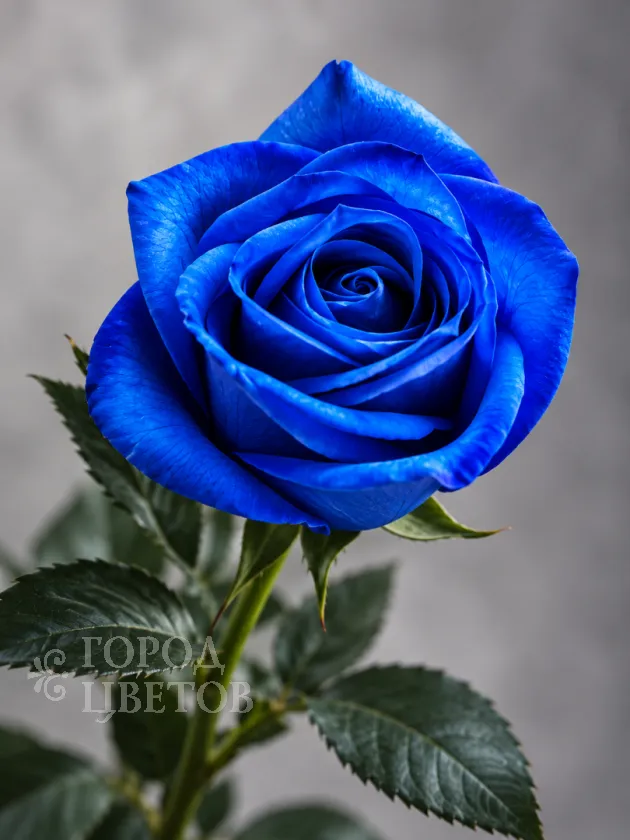 Классическая Роза Vendela Blue (Вендела Блю)