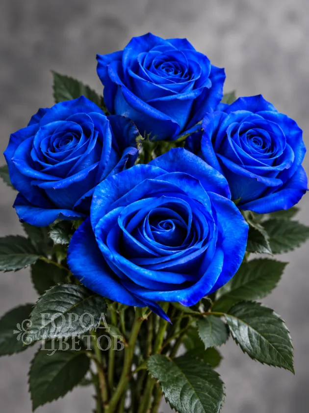 Классическая Роза Vendela Blue (Вендела Блю)