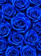 Классическая Роза Vendela Blue (Вендела Блю)