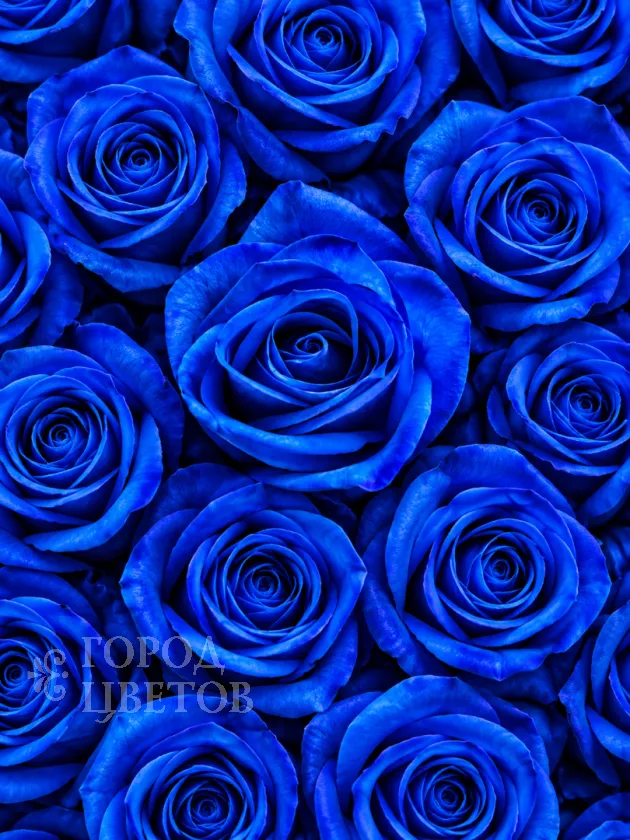 Классическая Роза Vendela Blue (Вендела Блю)
