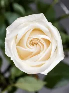 Классическая Роза White Vendela (Уайт Вендела)