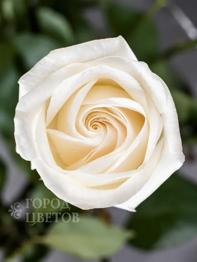 Классическая Роза White Vendela (Уайт Вендела)