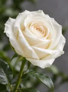 Классическая Роза White Vendela (Уайт Вендела)