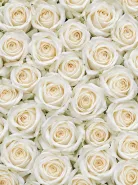 Классическая Роза White Vendela (Уайт Вендела)