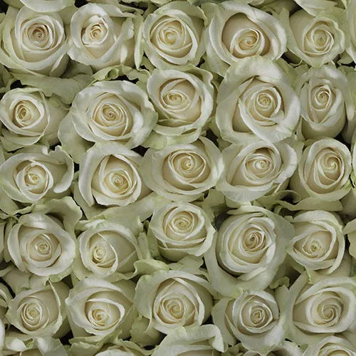 Классическая роза Vendela от интернет-магазина цветов в 