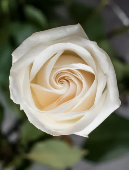 Классическая роза Vendela от интернет-магазина цветов в 