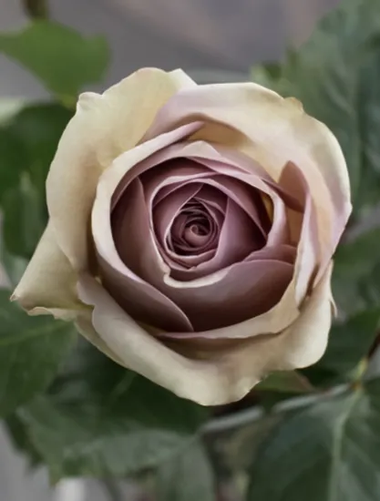 Классическая Роза Amnesia от интернет-магазина цветов в 