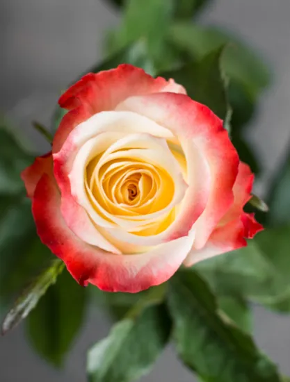 Классическая роза Cabaret от интернет-магазина цветов в 