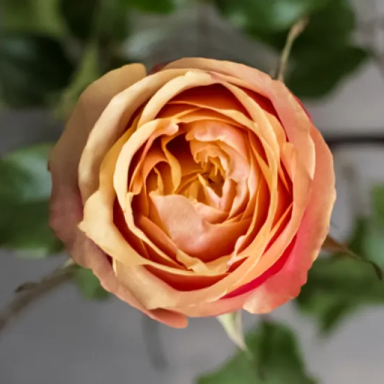 Классическая Роза Cherry Brandy от интернет-магазина цветов в 