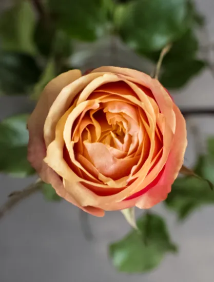 Классическая Роза Cherry Brandy от интернет-магазина цветов в 