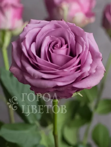 Классическая Роза Cool Water