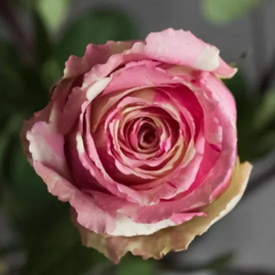 Классическая Роза Fiesta от интернет-магазина цветов в 