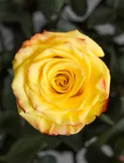Классическая Роза High & Yellow Flame