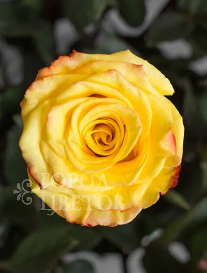 Классическая Роза High & Yellow Flame