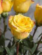 Классическая Роза High & Yellow Flame