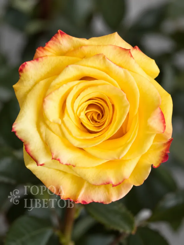 Классическая Роза High & Yellow Flame (Хай энд Йеллоу Флейм)