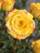 Классическая Роза High & Yellow Flame (Хай энд Йеллоу Флейм)
