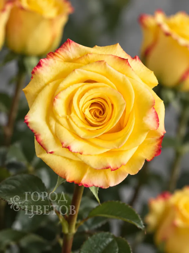 Классическая Роза High & Yellow Flame (Хай энд Йеллоу Флейм)