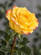 Классическая Роза High & Yellow Flame (Хай энд Йеллоу Флейм)