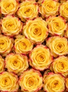 Классическая Роза High & Yellow Flame (Хай энд Йеллоу Флейм)