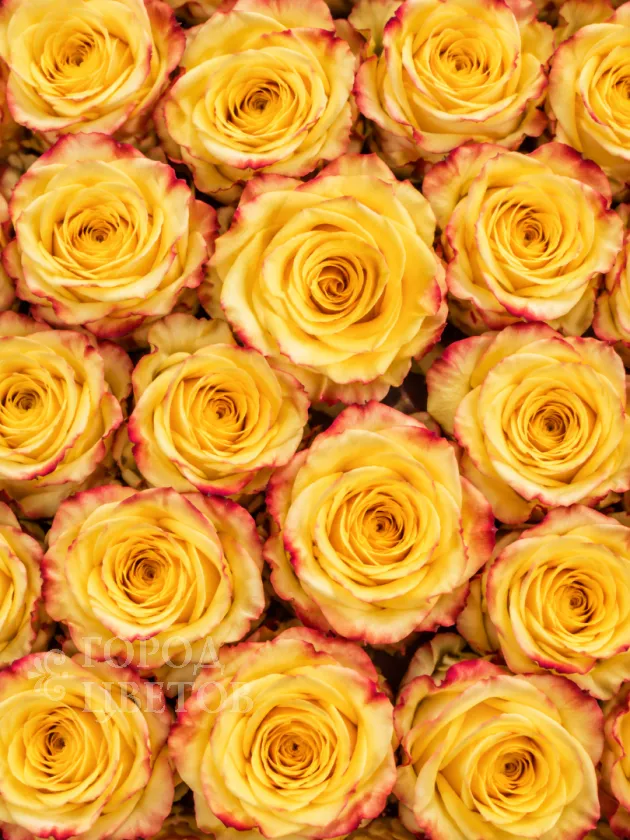 Классическая Роза High & Yellow Flame (Хай энд Йеллоу Флейм)