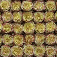 Классическая Роза High & Yellow Flame
