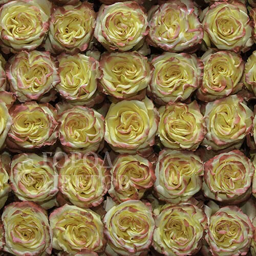 Классическая Роза High & Yellow Flame