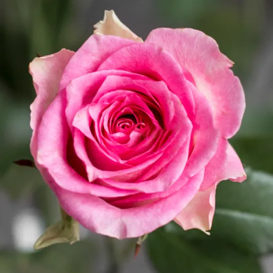 Классическая роза Maliby от интернет-магазина цветов в 