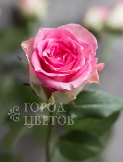Классическая роза Maliby