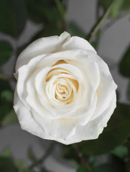 Классическая Роза Mondial от интернет-магазина цветов в 