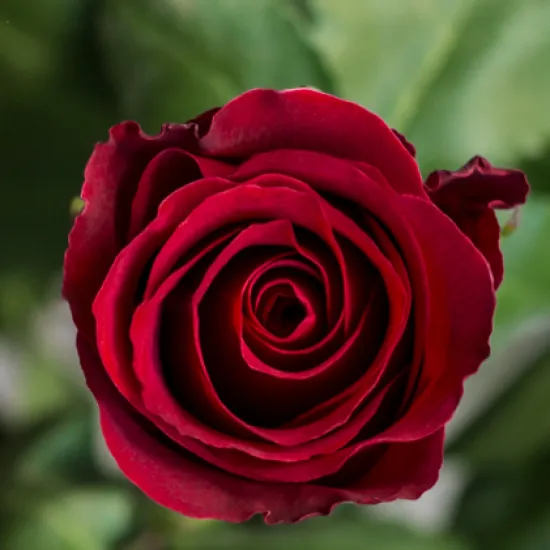 Классическая Роза Sexy Red от интернет-магазина цветов в 