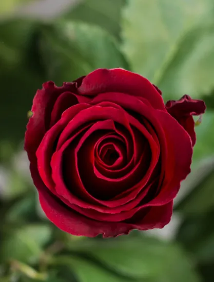 Классическая Роза Sexy Red