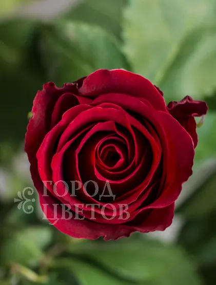 Классическая Роза Sexy Red