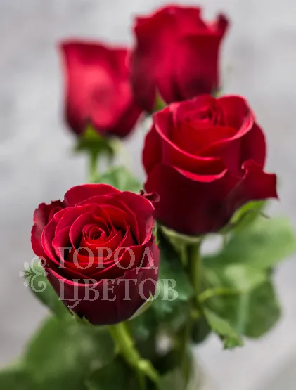 Классическая Роза Sexy Red