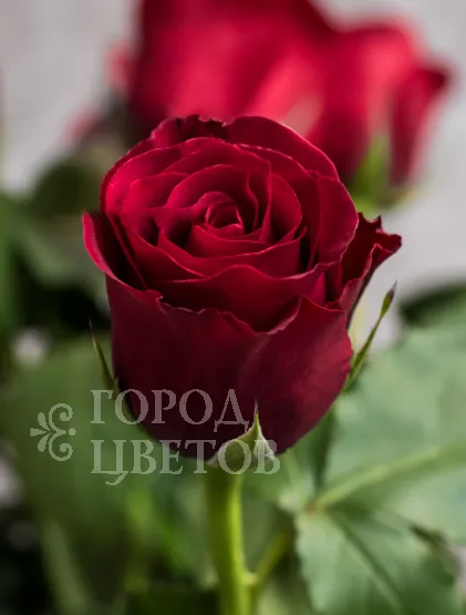 Классическая Роза Sexy Red