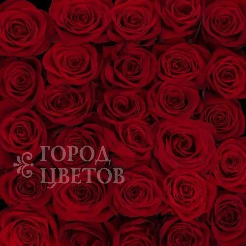 Классическая Роза Freedom