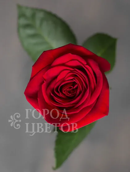 Классическая Роза Freedom