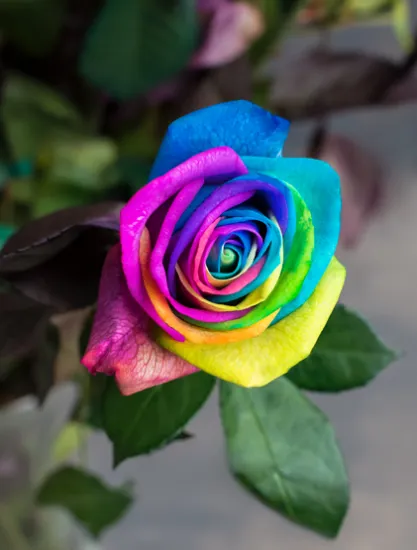 Классическая роза Vendela Rainbow