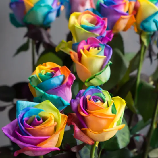 Классическая роза Vendela Rainbow от интернет-магазина цветов в 