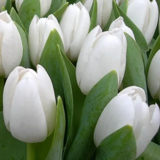 Белые тюльпаны (Сочи) от интернет-магазина цветов в 