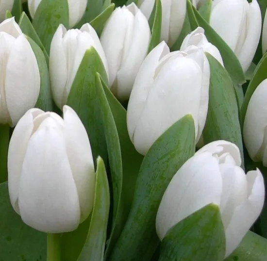 Белые тюльпаны (Сочи) от интернет-магазина цветов в 