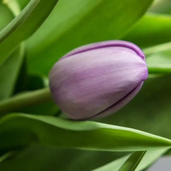 Фиолетовые тюльпаны (Сочи) от интернет-магазина цветов в 