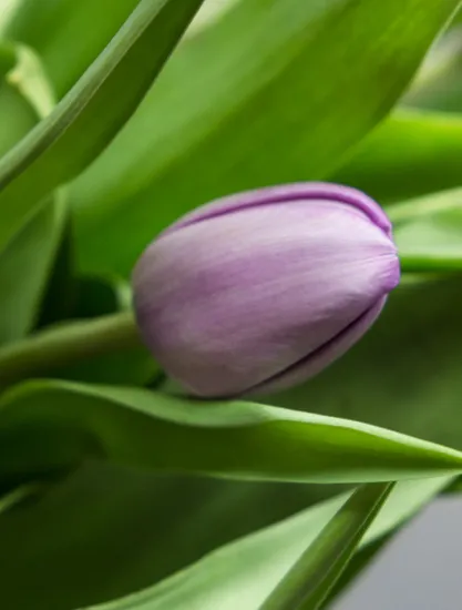 Фиолетовые тюльпаны (Сочи) от интернет-магазина цветов в 